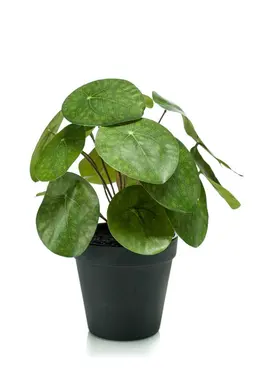 Kunstplant Pilea