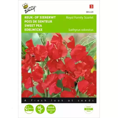 Lathyrus, Reuk- of siererwt Royal Family Scarlet - afbeelding 1