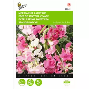 Lathyrus, Sier- of Reukerwt meerjarig - afbeelding 2