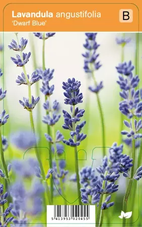 V.I.P.S. Lavandula angustifolia ''Dwarf Blue'' - lavendel p9