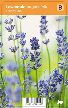 V.I.P.S. Lavandula angustifolia ''Dwarf Blue'' - lavendel p9
