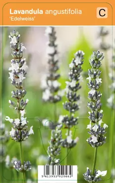 V.I.P.S. Lavandula angustifolia ''Edelweiss'' - lavendel P9