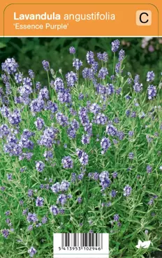 V.I.P.S. Lavandula angustifolia ''Essence Purple'' - lavendel P9