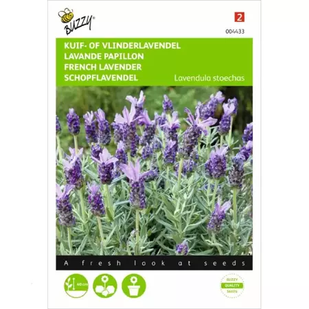 Lavandula, Kuif- of Vlinderlavendel - afbeelding 1