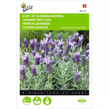 Lavandula, Kuif- of Vlinderlavendel - afbeelding 1