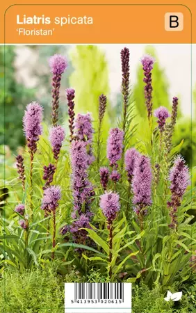 V.I.P.S. Liatris spicata ''Floristan'' - lampepoetser p9