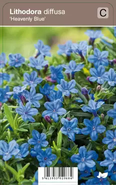 V.I.P.S. Lithodora diffusa ''Heavenly Blue'' - parelzaad P9