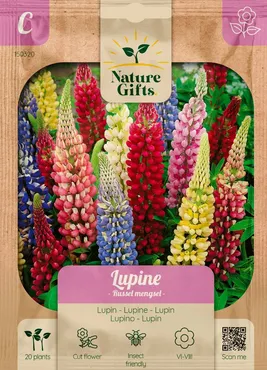 Lupine russell mengsel 20st - afbeelding 1