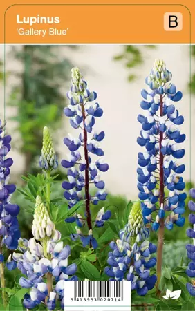 V.I.P.S. Lupinus ''Gallery Blue'' - lupine p9