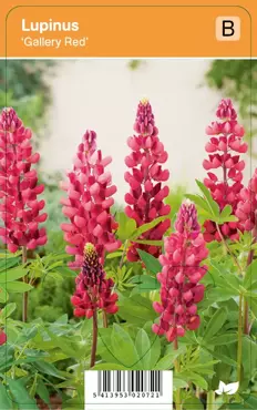 V.I.P.S. Lupinus ''Gallery Red'' - lupine p9