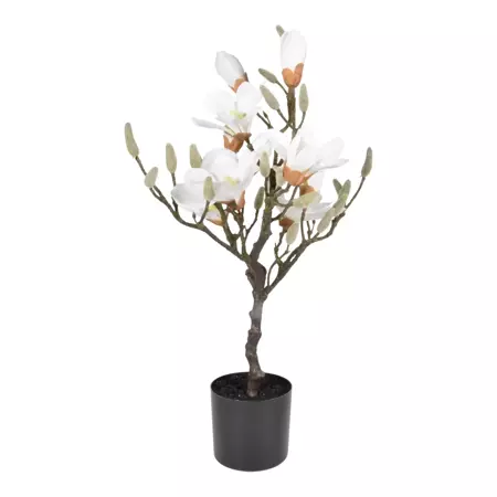 Magnolia boom h60cm