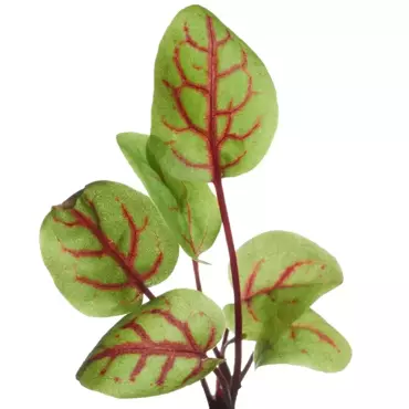Microgreens, Bloedzuring - afbeelding 3