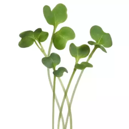 Microgreens, Boerenkool Westlandse Herfst - afbeelding 3