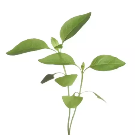 Microgreens, Citroenbasilicum - afbeelding 3