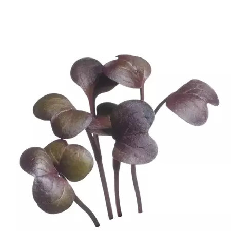 Microgreens, Radijs Rode Daikon - afbeelding 3