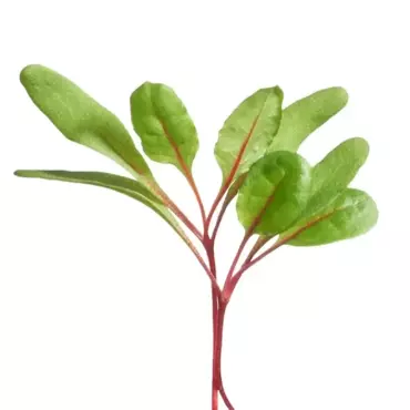 Microgreens, Snijbiet Regenboogmengsel - afbeelding 3
