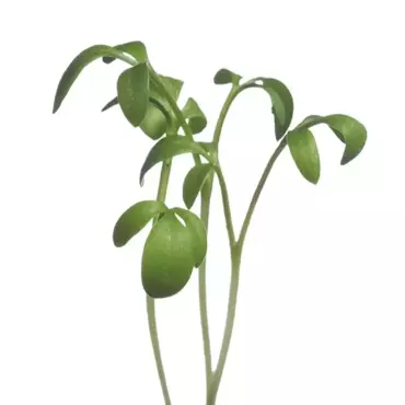 Microgreens, Tuinkers - afbeelding 3