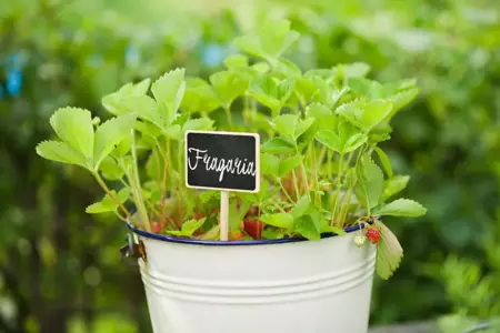 Moestuin Plaatetiket met krijtbord en krijt - afbeelding 2