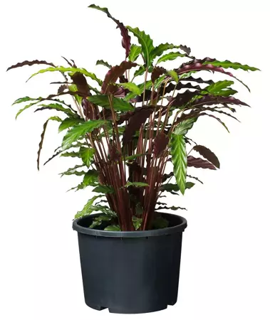 Nature Plantcontainer Ritzi 20l - Zwart - afbeelding 2