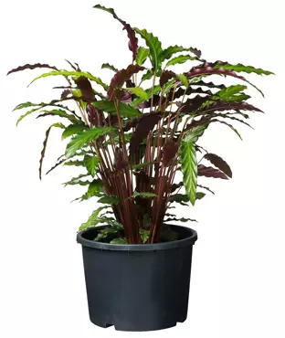 Nature Plantcontainer Ritzi 20l - Zwart - afbeelding 2