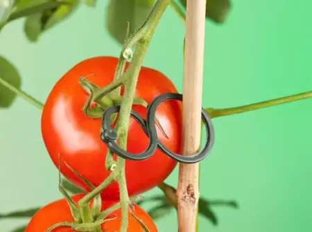 Nature Tomatenplantringen - afbeelding 2