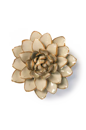 Oatmeal Starbrite Water Lily