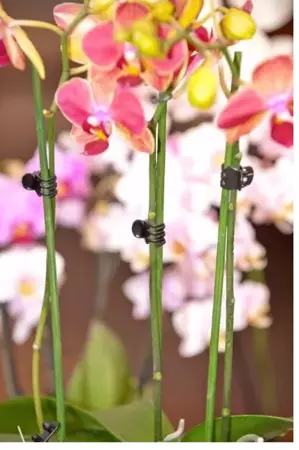 Orchidee clips 10 stuks - afbeelding 2