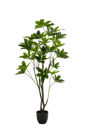 Pachira tree 150cm