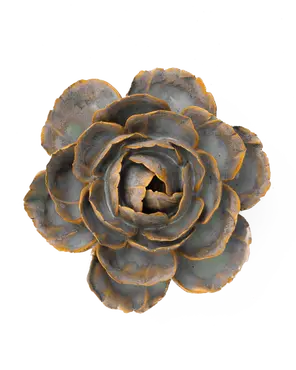 Pale Blue English Rose