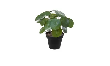 Pannenkoekplant i/pot h30cm groen