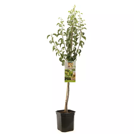 Perenboom Doyenne du comice