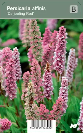 V.I.P.S. Persicaria affinis ''Darjeeling Red'' - duizendknoop P9