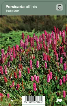 V.I.P.S. Persicaria affinis ''Kabouter'' - duizendknoop P9