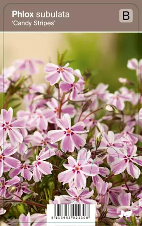 V.I.P.S. Phlox subulata ''Candy Stripes'' - kruipphlox p9