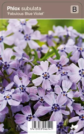 V.I.P.S. Phlox subulata ''Fabulous Blue Violet'''- kruipphlox