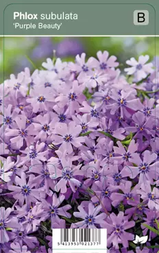 V.I.P.S. Phlox subulata ''Purple Beauty'' - kruipphlox p9