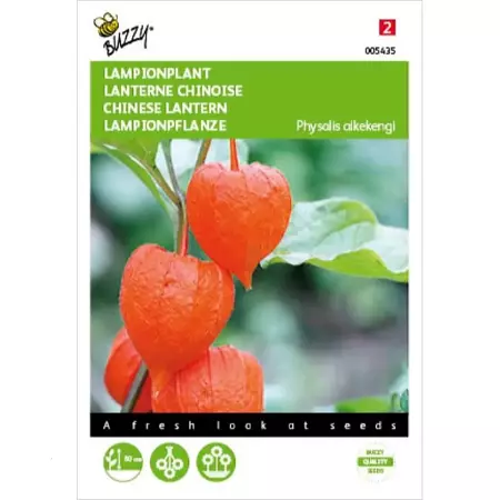 Physalis, Lampionplant - afbeelding 1