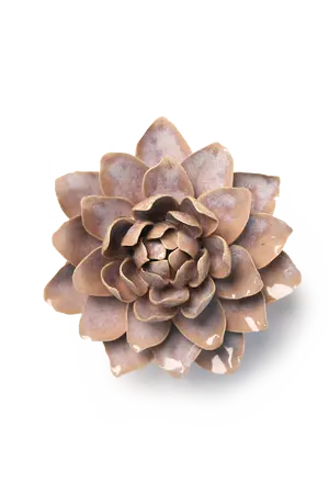 Pink Sand Starbrite Water Lily