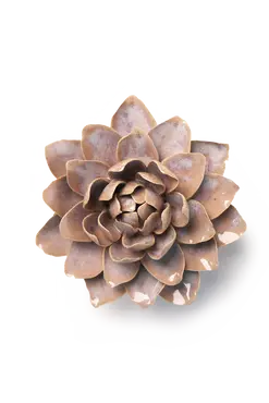 Pink Sand Starbrite Water Lily