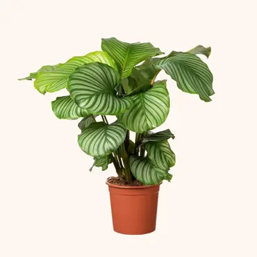Planten