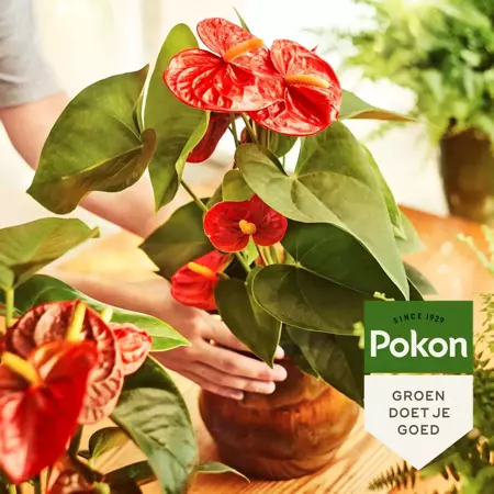 Pokon anthurium voeding 250ml - afbeelding 4