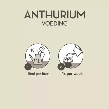 Pokon anthurium voeding 250ml - afbeelding 5