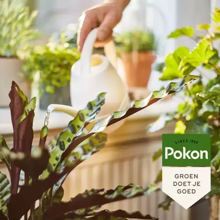 Pokon bio kamerplantvoeding 500ml - afbeelding 4