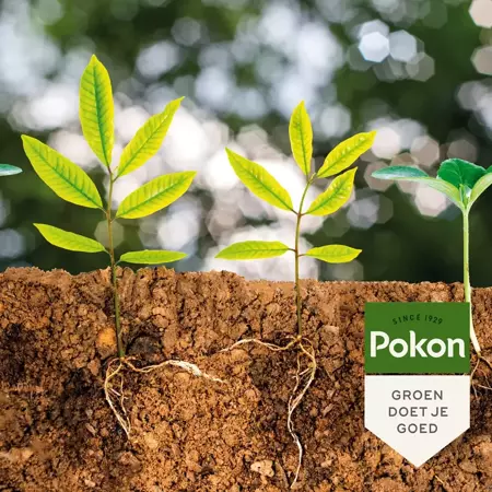 Pokon Bio kuur voor Bodeminsectgevoelige planten Concentraat 500ml - afbeelding 4