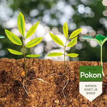 Pokon Bio kuur voor Bodeminsectgevoelige planten Concentraat 500ml - afbeelding 4