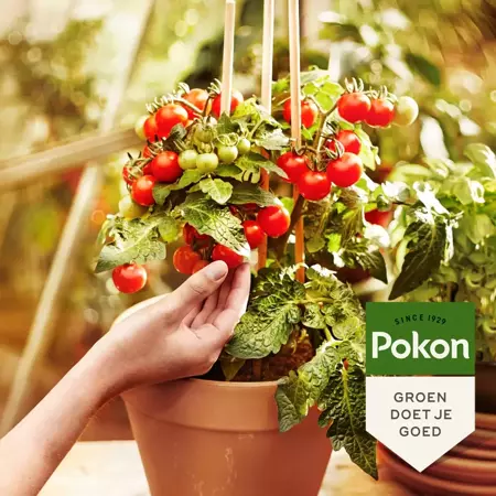 Pokon Bio Moestuin Voeding 500ml - afbeelding 3