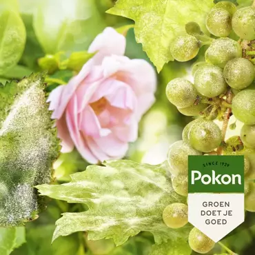 Pokon Bio plantenkuur voor Schimmelgevoelige planten spray 750ml - afbeelding 4