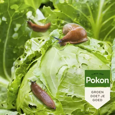 Pokon Bio tegen Slakken korrels - 450gr - afbeelding 4