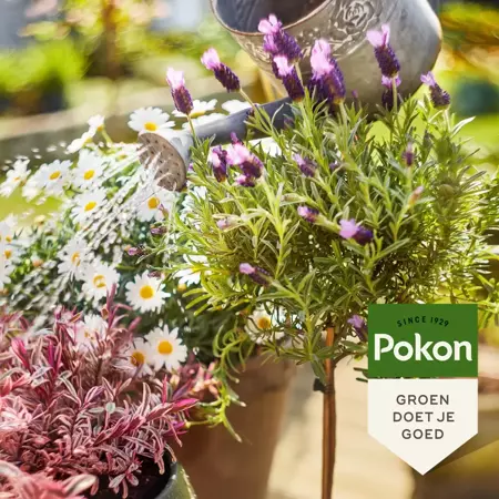 Pokon Bio terras en balkon voeding 500ml - afbeelding 4