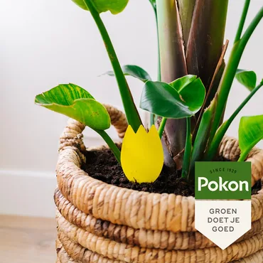 Pokon Bio Vangplaatjes Tegen Rouwvliegjes 15st